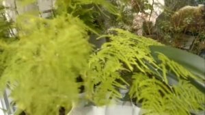 Комнатные цветы. Аспарагус Плюмозус Перистый - красивейшее растение Asparagus Plumosus