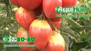 Томат Сахарная Настасья