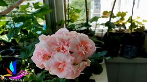 Пеларгония ЮГ "Принцесса Грейс"