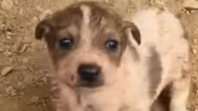Собака плакала от холода. Но продолжала кормить своих новорожденных щенков!?