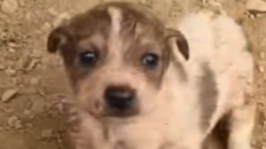 Собака плакала от холода. Но продолжала кормить своих новорожденных щенков!?