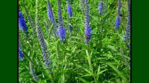 СУПЕР МНОГОЛЕТНИК ЦВЕТЕТ ВСЕ ЛЕТО и  НЕ ТРЕБУЕТ УХОДА.ТАКОГО ВЫ ЕЩЕ НЕ ВИДЕЛИ.  НОВИНКА для САДА