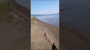 Огромная белуга выбросилась на берег! Эпик в конце.