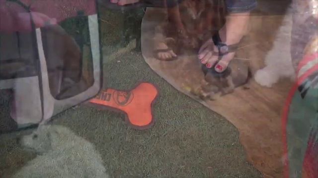 Weimaraner and Bichimo Puppies смотреть онлайн