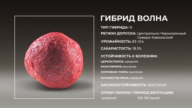 Презентация гибридов сахарной свеклы «СоюзСемСвекла» смотреть онлайн