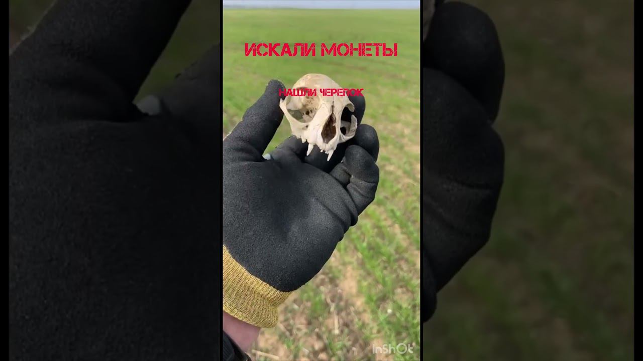 Что за зверь?