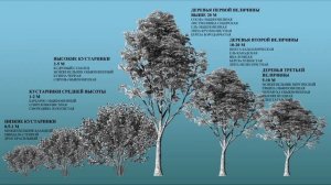 Как самостоятельно создать красивые композиции из хвойных и лиственных растений на участке  ч1, зан