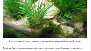 Аир. Растение Аир и его лечебные свойства.