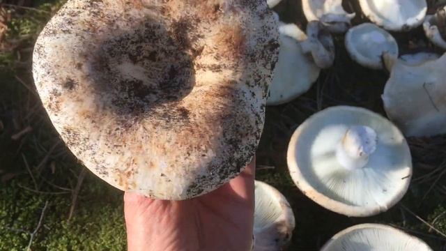 Подгруздок массово. Грибы в лесу - Подгруздок белый. Груздь сухой. Russula Delica