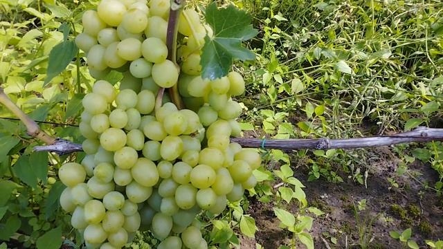 Виноград аркадия в Брянске . смотреть онлайн