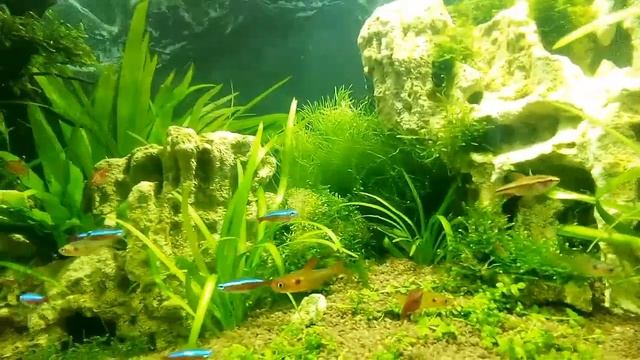 Орнатусы и неоны смотреть онлайн