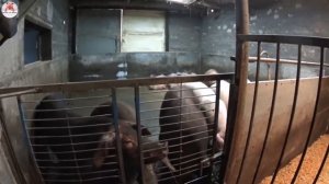 Забой свиноматки породы ландрас. Отдаём призы победителю конкурса лично...