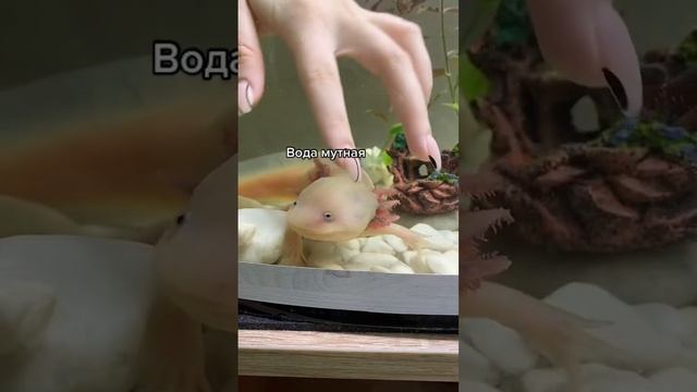 Когда менять воду аксолотлю ? #аксолотль #axolotl