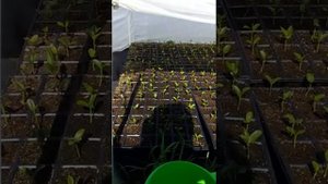 Маклюра - выращивание в Крыму