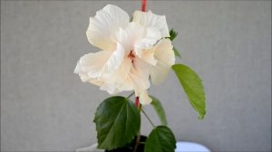 Гибискус махровый. Цветение белого махрового комнатного гибискуса