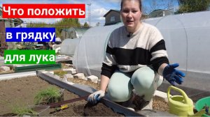 Лук будет с детскую головку, если ЭТО положить в грядку. Высаживаем гигантский лук Глобо и Эксибишен