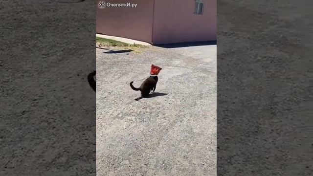 Хотел полакомиться чипсами.mp4