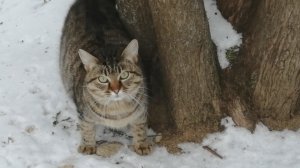 Уличная кошка устроила себе удивительное убежище от холода.
