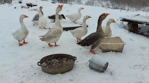 У деда Матвея большое горе.