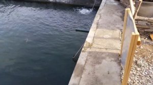 Ловля форели на удочку в Архызе.