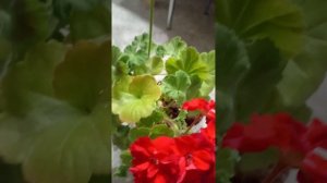 #пеларгония #ив-королева Бирмы #цветы#pelargonium #flowers #minsk