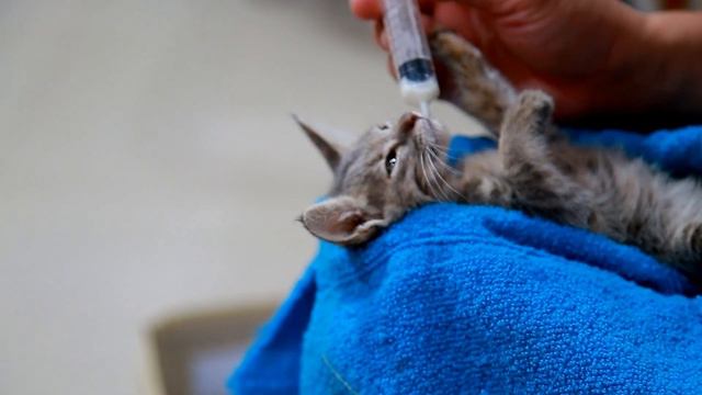 Treating Cat Vomiting at Home / You Need to do for a Healthy Cat / Cat Care Tips смотреть онлайн