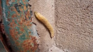 Большая "колерованная" гусеница (8 см. в длину) - наверное из неё будет очень красивая бабочка