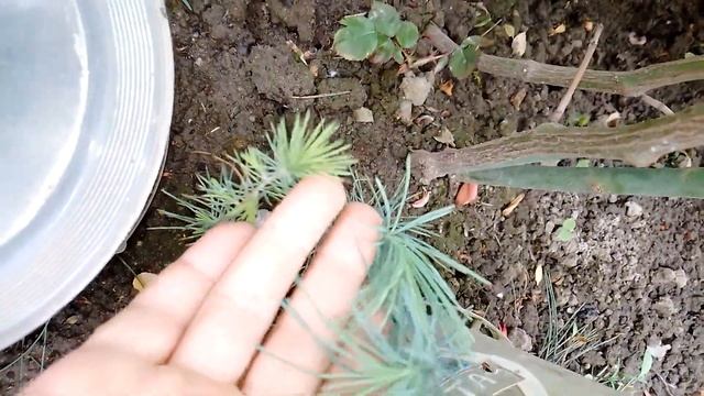 кипарисы семенами. кедры ливанские черенками размножить эксперименты смотреть онлайн