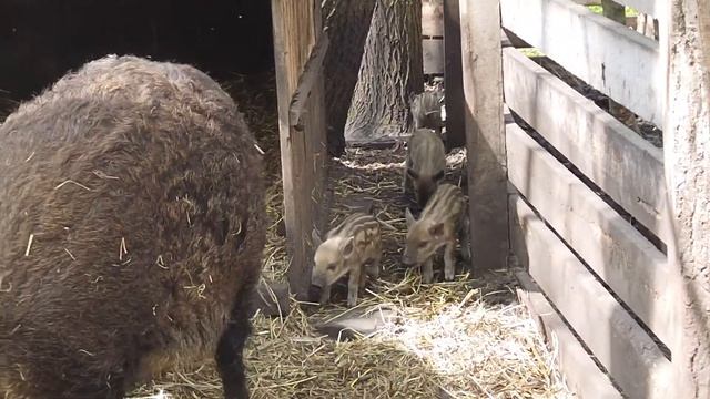 Дендропарк. Сегодня родилась пони. Чуть раньше - кабанчики. смотреть онлайн