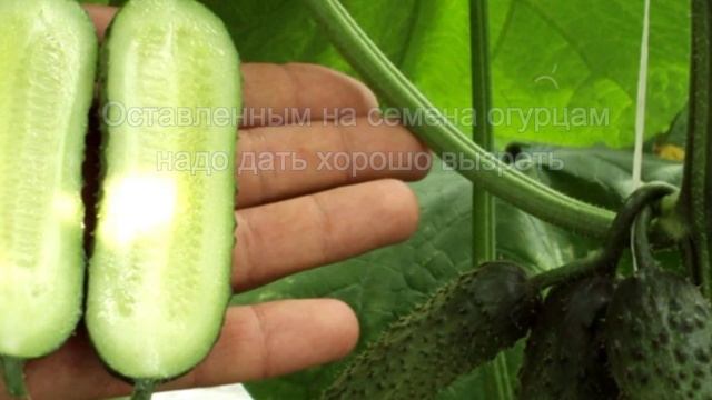 огурцы. собираем семена