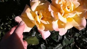 САМАЯ НЕЖНАЯ РОЗА ГЛОРИЯ ДЕЙ