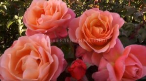 ЦВЕТУЩАЯ ДО СНЕГА, ЗИМОСТОЙКАЯ РОЗА (N45) / питомник Роз Елены ИВАЩЕНКО