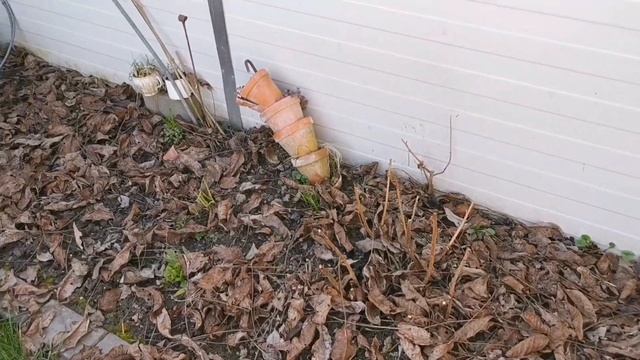 Дача в Германии! 75 часть! Изчезла вода из Прудика! Пересадка Примулы! смотреть онлайн