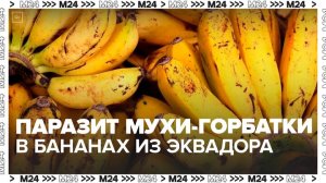 Россия ограничила поставки бананов из Эквадора из-за паразита мухи-горбатки - Москва 24
