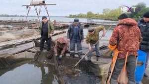 Кармановское водохранилище обогатилось белым амуром и толстолобиком.