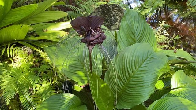Black Bat flower ( Tacca chantrieri ) смотреть онлайн