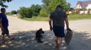 Немецкая овчарка защищает хозяина / Отработка выдержки / Будни тренировок