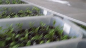 Весеннее черенкование хризантемы. Часть 2.