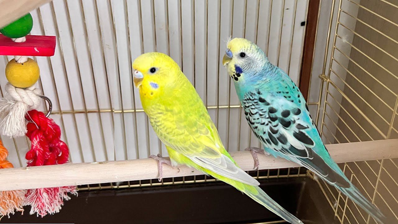 Волнистый попугай Кеша и его подружка Дина. Поют песни, кушают, играют с Машей. Пение Попугайчиков смотреть онлайн