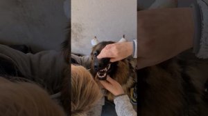 СТАВИМ УШИ Немецкой овчарке Соне.