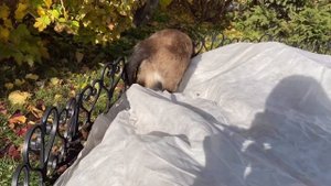 Укрытие роз на зиму. Простое и легкое, но не профессиональное укрытие моих роз!