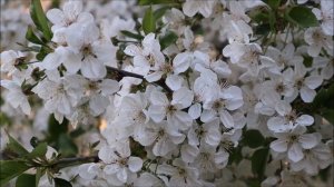 Инок Ферапонт. Среди вас ангелы ходят. Пасха Красная - Нина Павлова