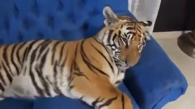 Какой хозяин, такой и кот! Всем ХОРОШЕГО НАСТРОЕНИЯ! смотреть онлайн