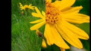 АРНИКА  (ARNICA)  сем. Астровые