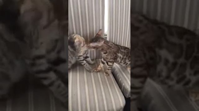 Бенгальский котенок 5 месяцев и чаузи 3 месяца смотреть онлайн