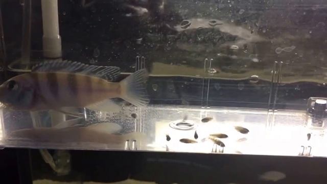 Lombardoi Cichlid and new born fry Kenyi смотреть онлайн