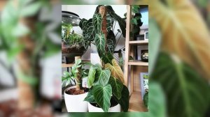 TOP 5 EASY HEART-SHAPED PHILODENDRON HOUSEPLANTS!