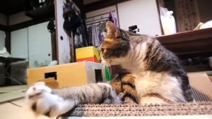 ZUIKO DIGITAL ED 9-18mm F4.0-5.6  ピッピ君