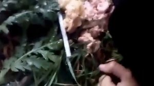 РЁВ ДРАКОНА!!!