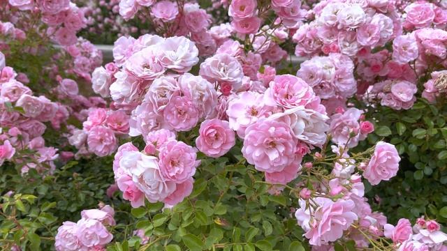 Bonica 82 - Meilland rose смотреть онлайн